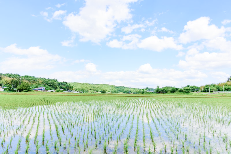 田んぼ